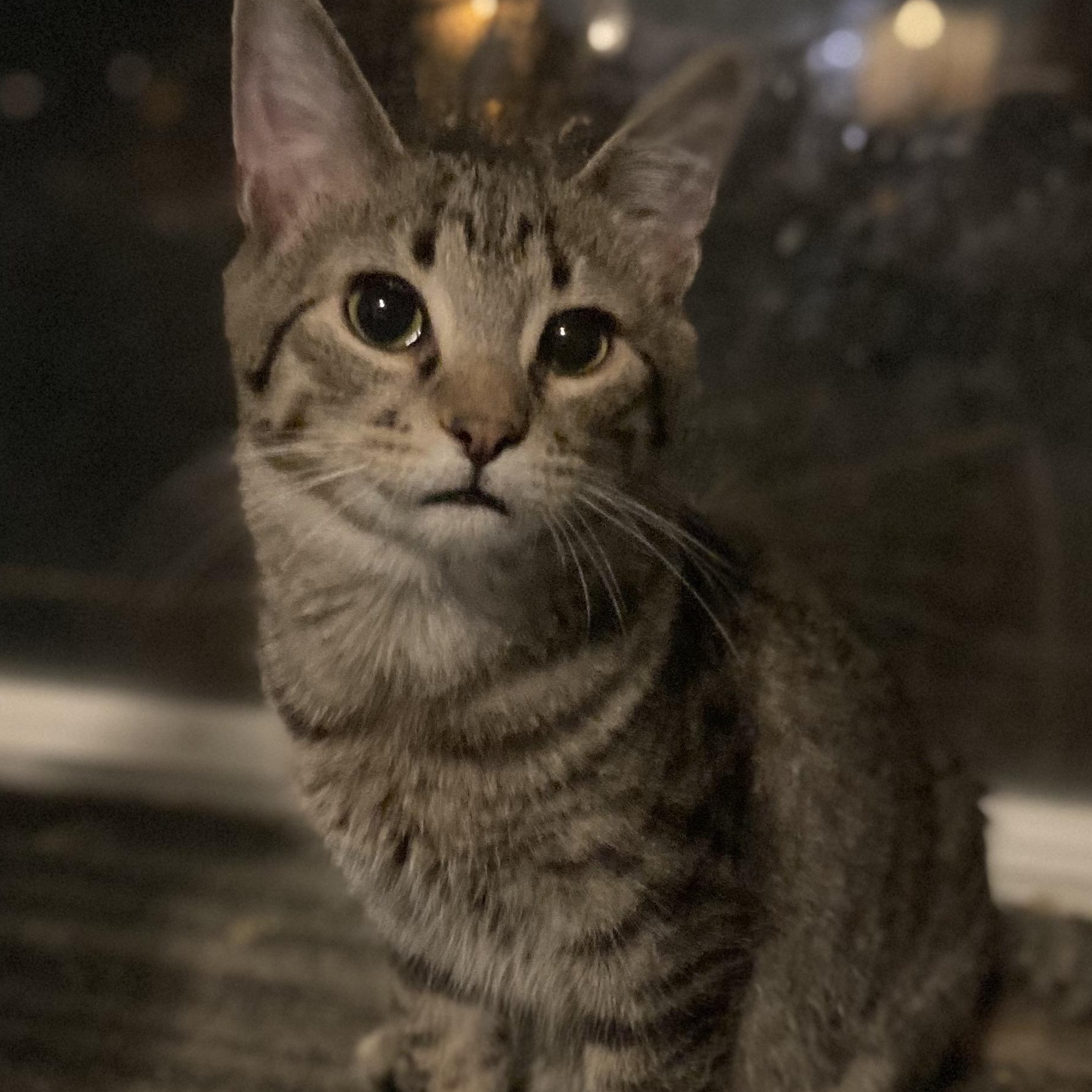 Dexter- sibling to Declan, an adoptable Tabby, Abyssinian in Andover, MN, 55304 | Photo Image 2