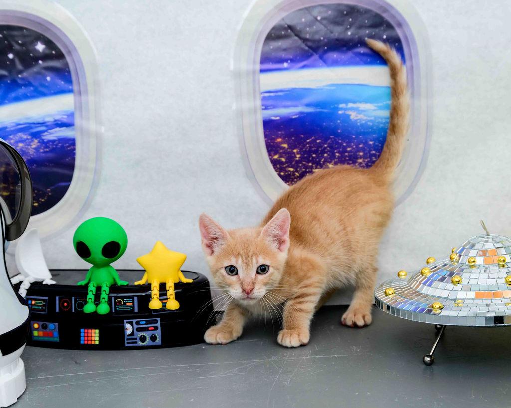 Big Bird, ADOPTABLE, Kitten Male Domestic Short Hair.