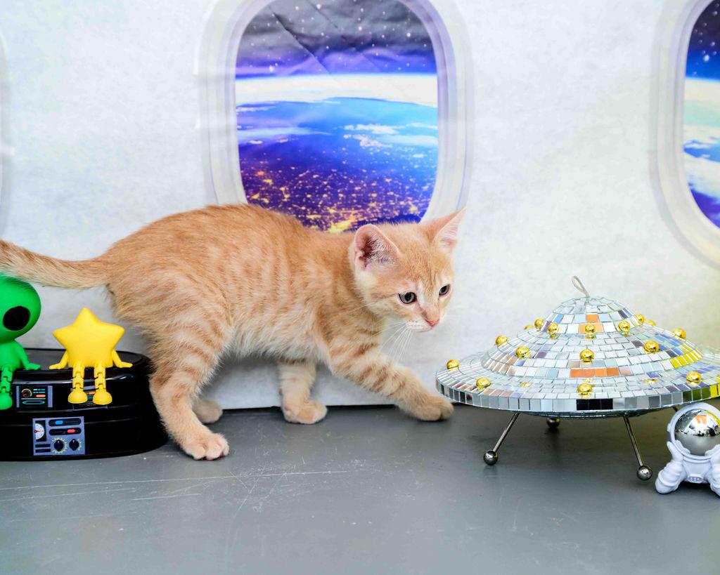 Big Bird, a ADOPTABLE Domestic Short Hair in Jefferson, LA image 3/3