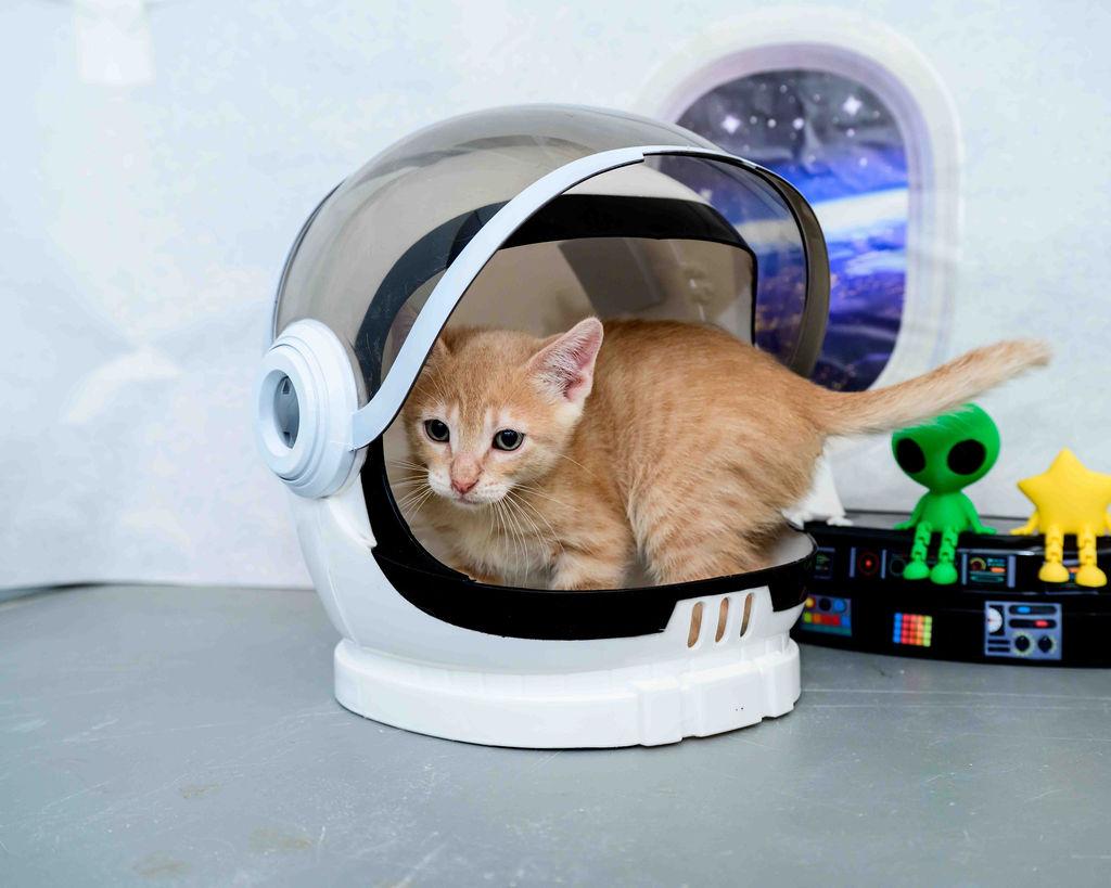 Big Bird, a ADOPTABLE Domestic Short Hair in Jefferson, LA image 2/3