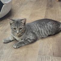 Enlarge River, a Adoptable Domestic Short Hair in Grand Island, NE image 1/1