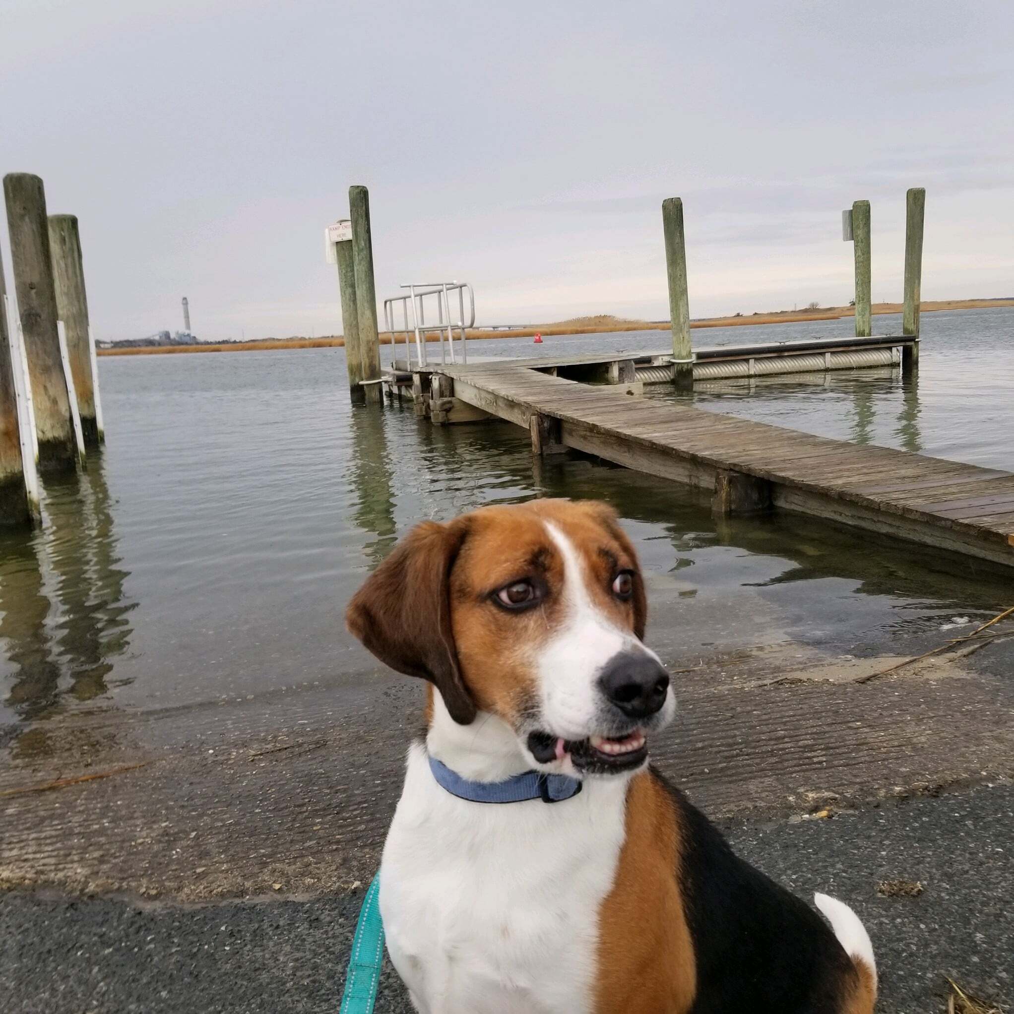 Duke, a Adoptable Treeing Walker Coonhound in Ocean City, NJ image 2/3