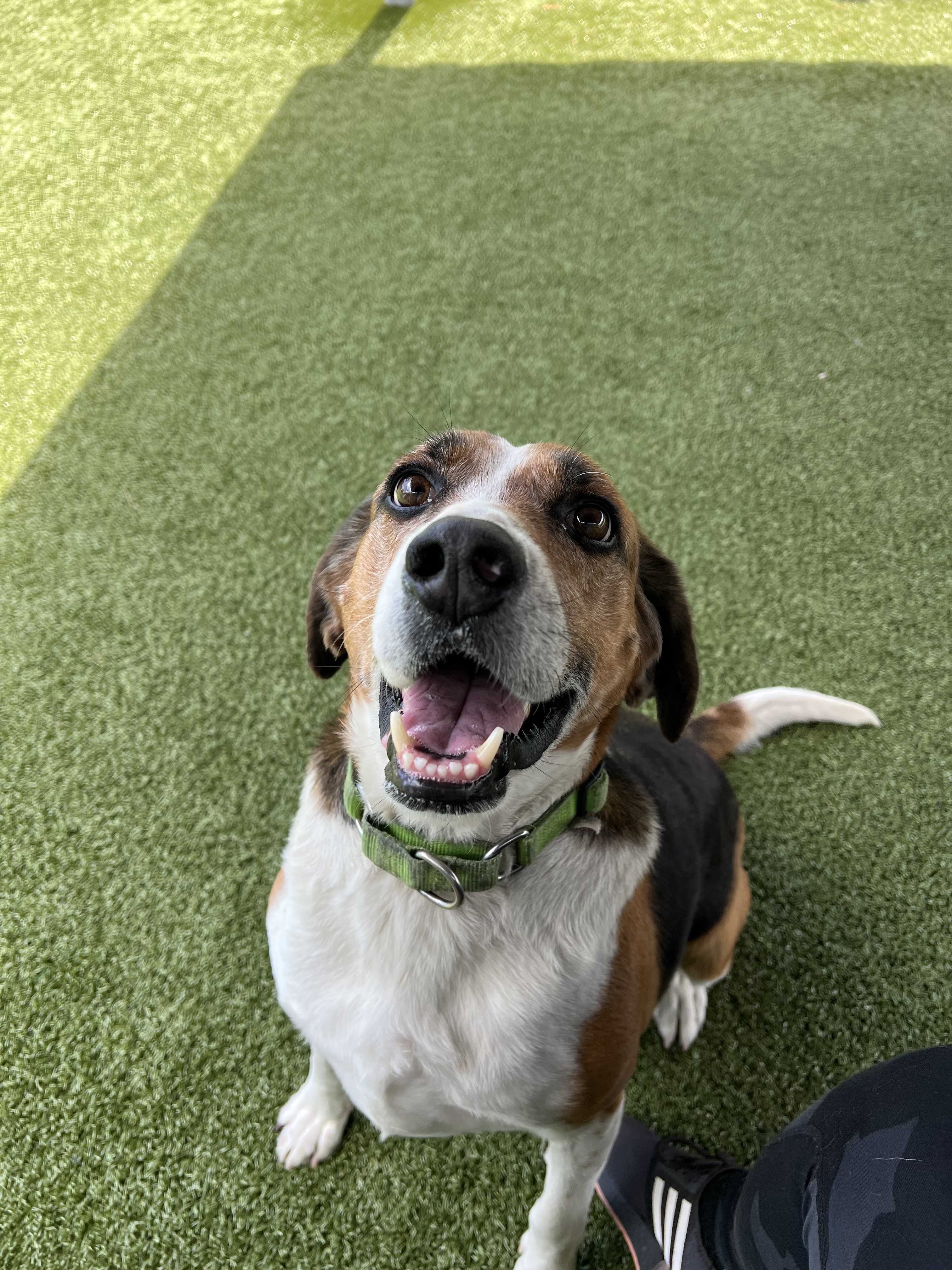 Duke, a Adoptable Treeing Walker Coonhound in Ocean City, NJ image 3/3