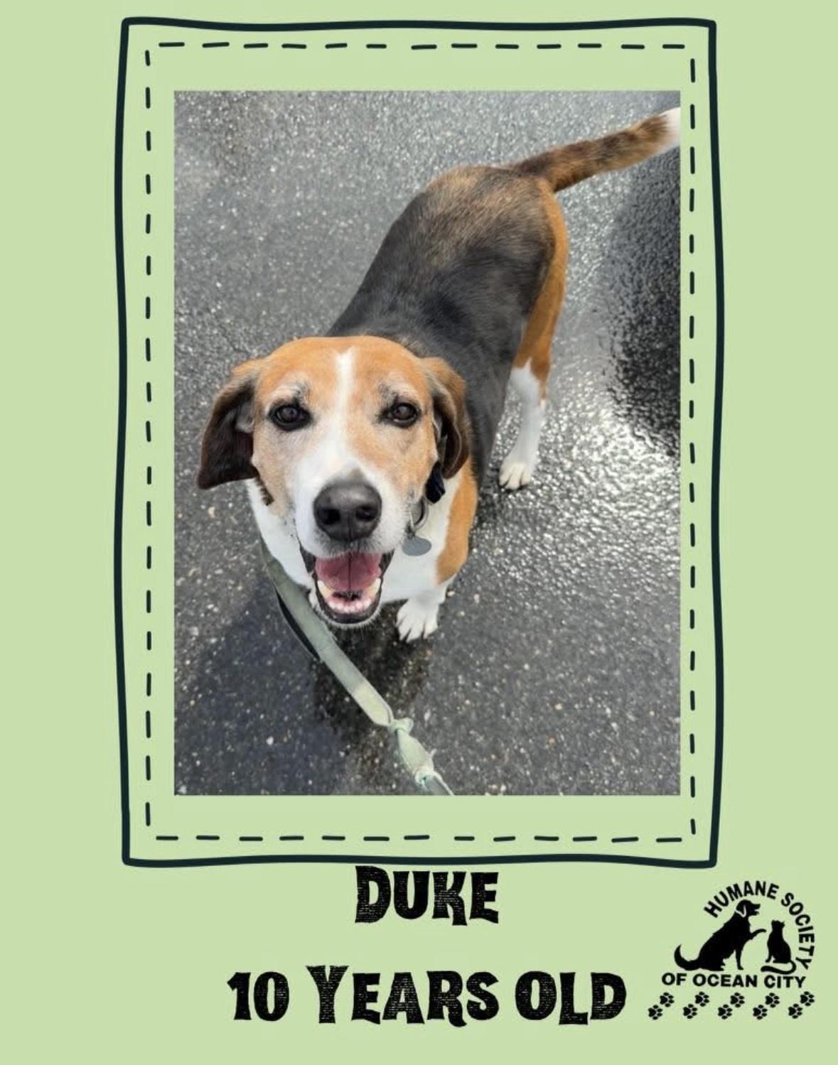 Duke, a Adoptable Treeing Walker Coonhound in Ocean City, NJ image 1/3