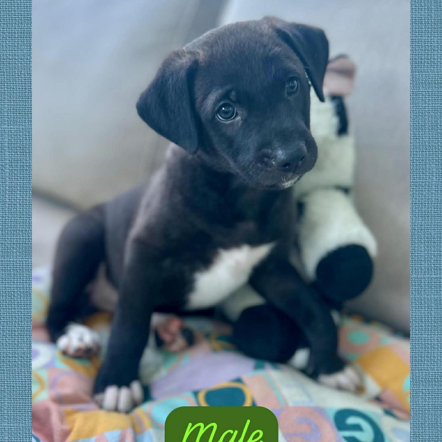 Enlarge Oscar, a ADOPTABLE mixed breed in Warren, NJ image 2/2