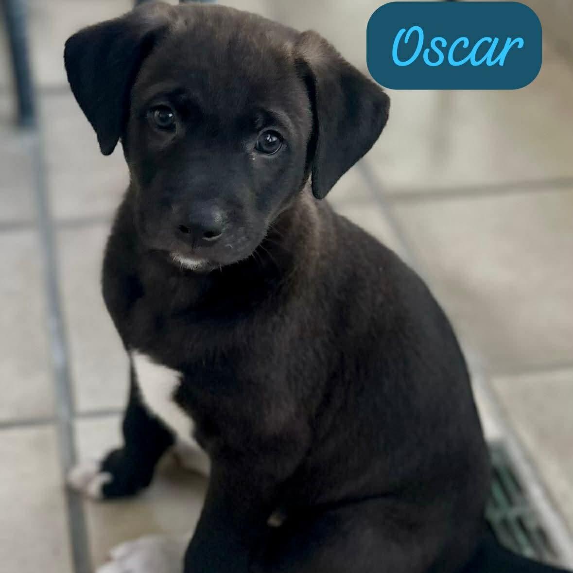 Oscar, ADOPTABLE, Puppy Male Labrador Retriever.
