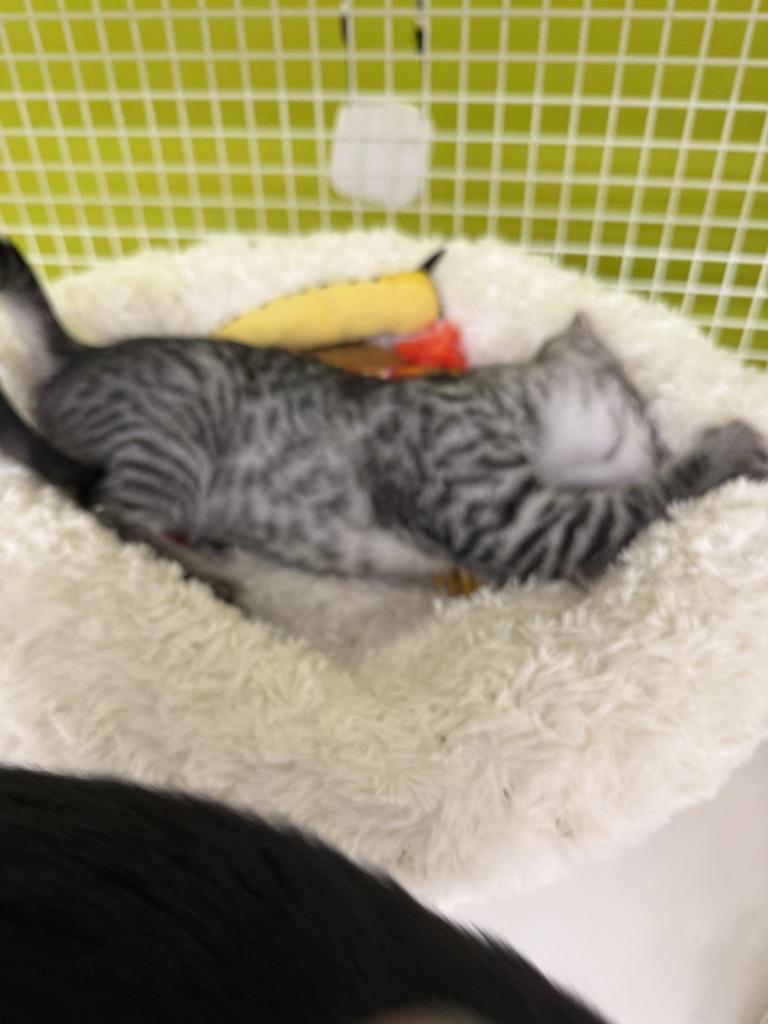 Donnie & Raven (Bonded Pair), a Adoptable Domestic Short Hair in Brentwood, CA image 2/3