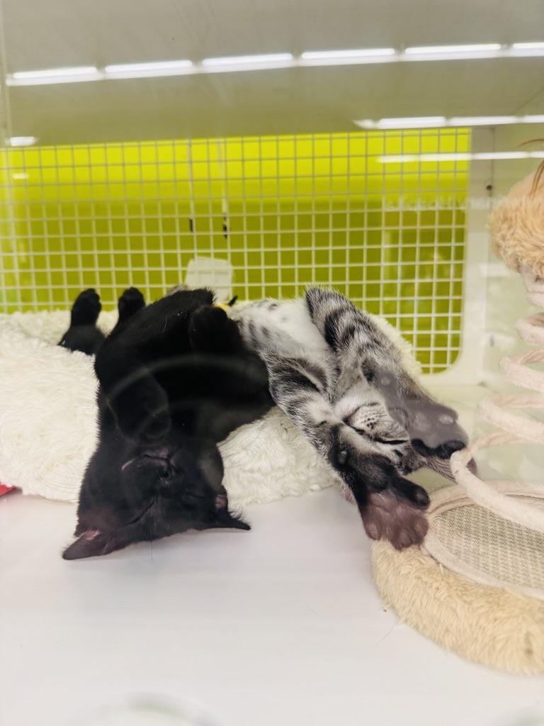 Donnie & Raven (Bonded Pair), a Adoptable Domestic Short Hair in Brentwood, CA image 3/3