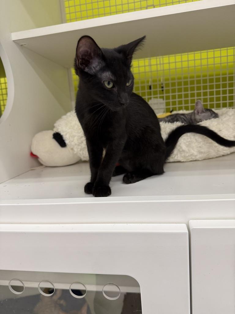 Donnie & Raven (Bonded Pair), Adoptable, Kitten Male Domestic Short Hair.