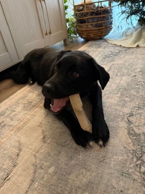 Jet, Adoptable, Puppy Male Australian Cattle Dog / Blue Heeler.