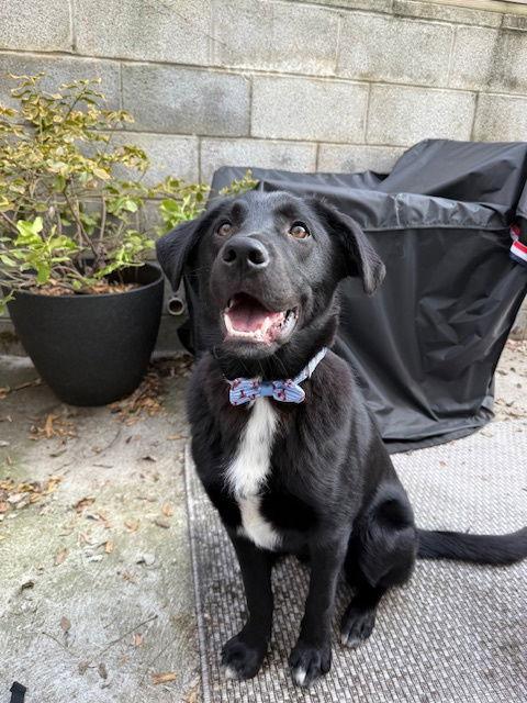 Enlarge Jet, a Adoptable Australian Cattle Dog / Blue Heeler in Jenkintown, PA image 2/3