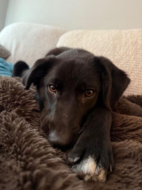 Enlarge Jet, a Adoptable Australian Cattle Dog / Blue Heeler in Jenkintown, PA image 3/3