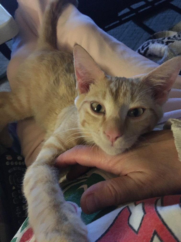 Adonis, Adopted, Young Male Domestic Short Hair.
