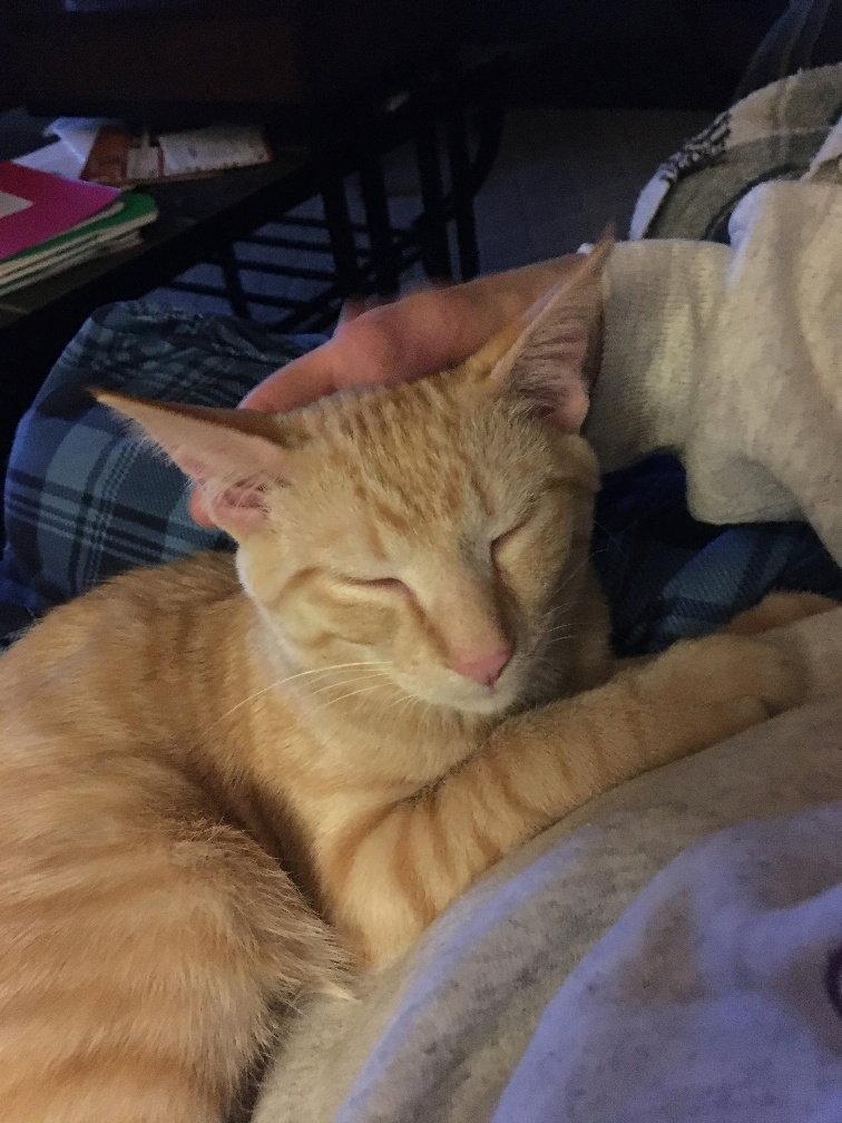 Enlarge Adonis, a Adopted Domestic Short Hair in Kohler, WI image 2/3