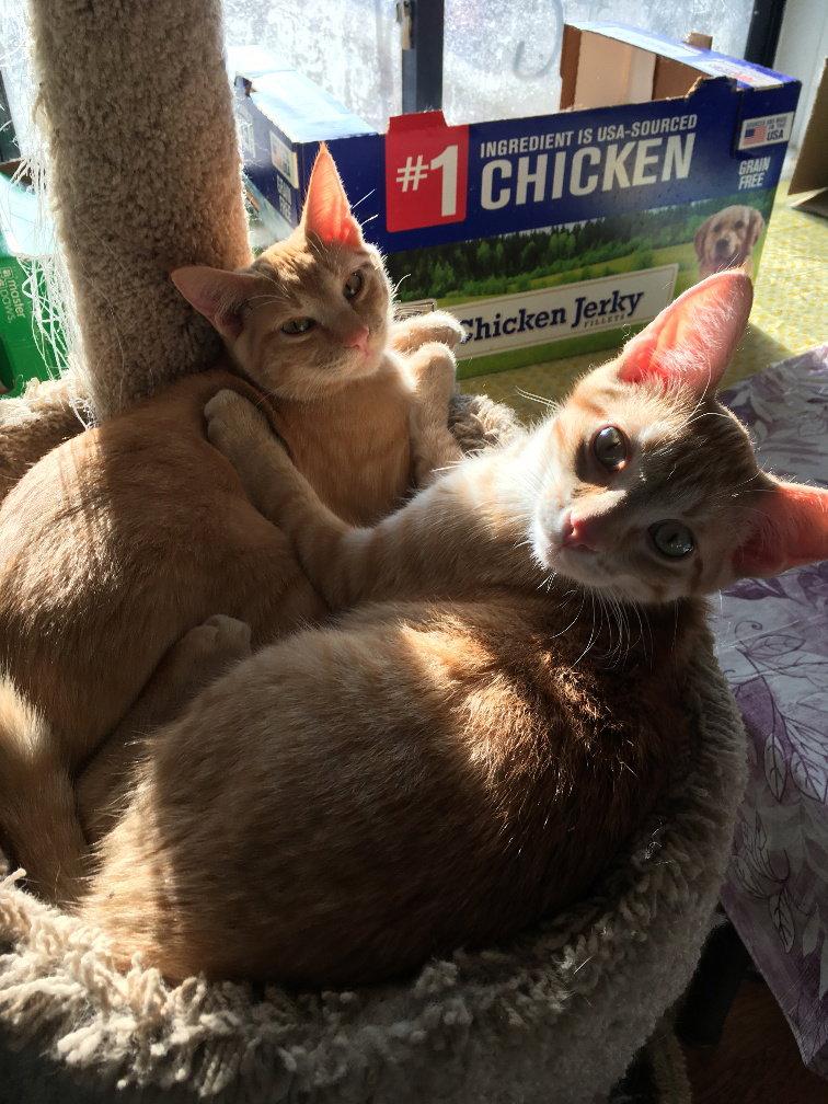 Enlarge Adonis, a Adopted Domestic Short Hair in Kohler, WI image 3/3