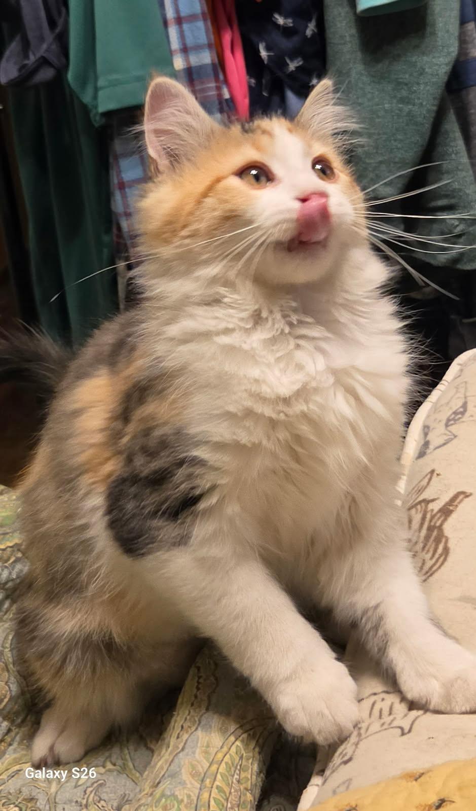 Enlarge Tahini, an adopted Domestic Long Hair in Martinsville, IN image 2/2