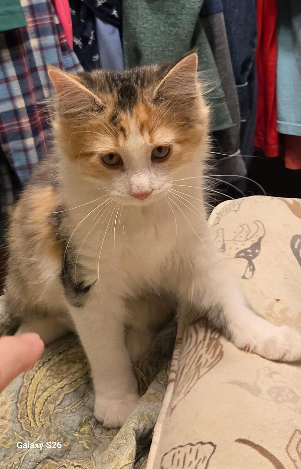 Enlarge Tahini, an adopted Domestic Long Hair in Martinsville, IN image 1/2