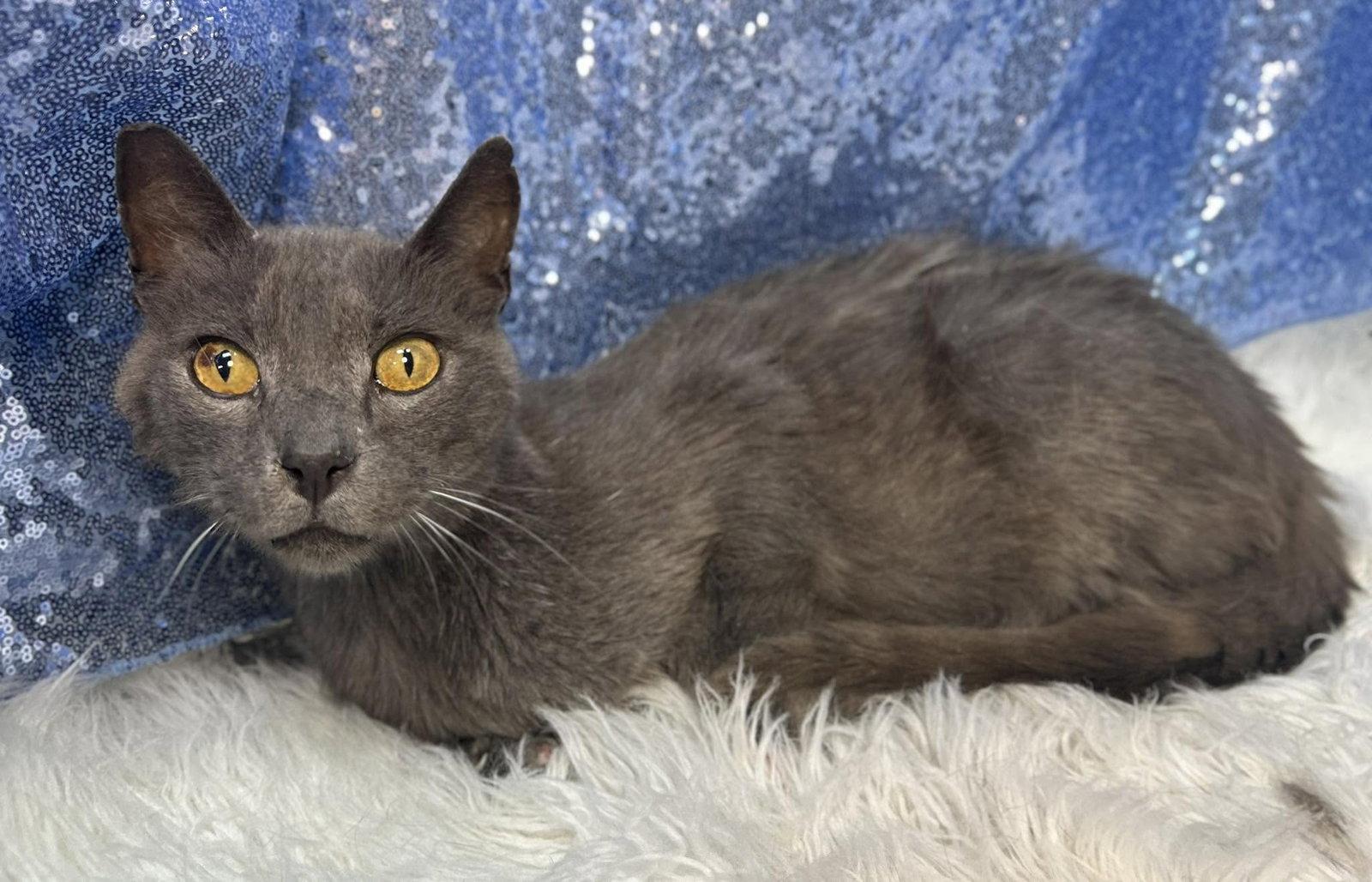 Asher (FELV+), Adoptable, Senior Male Domestic Short Hair.