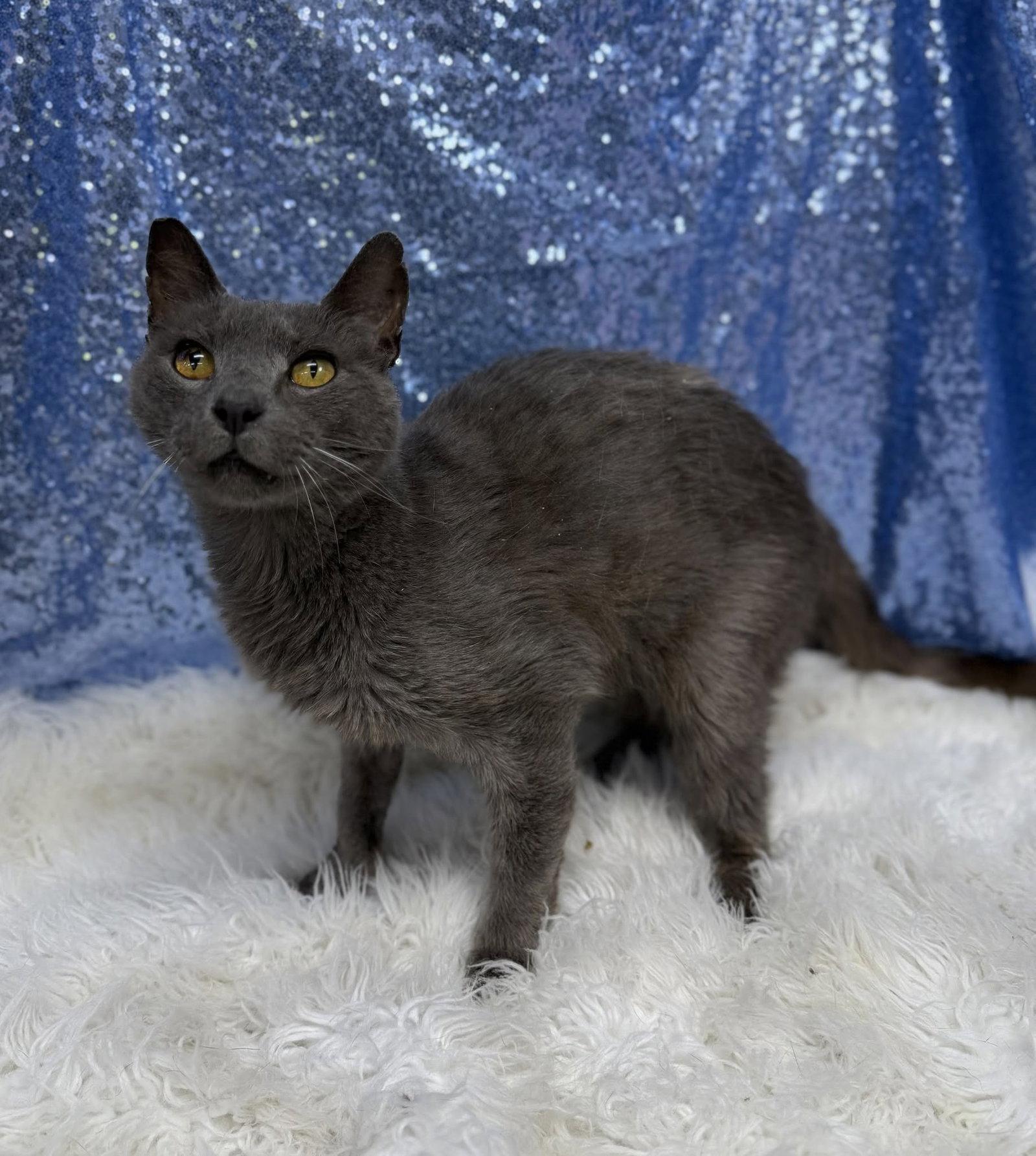 Asher (FELV+), a Adoptable Domestic Short Hair in Clarkesville, GA image 2/2