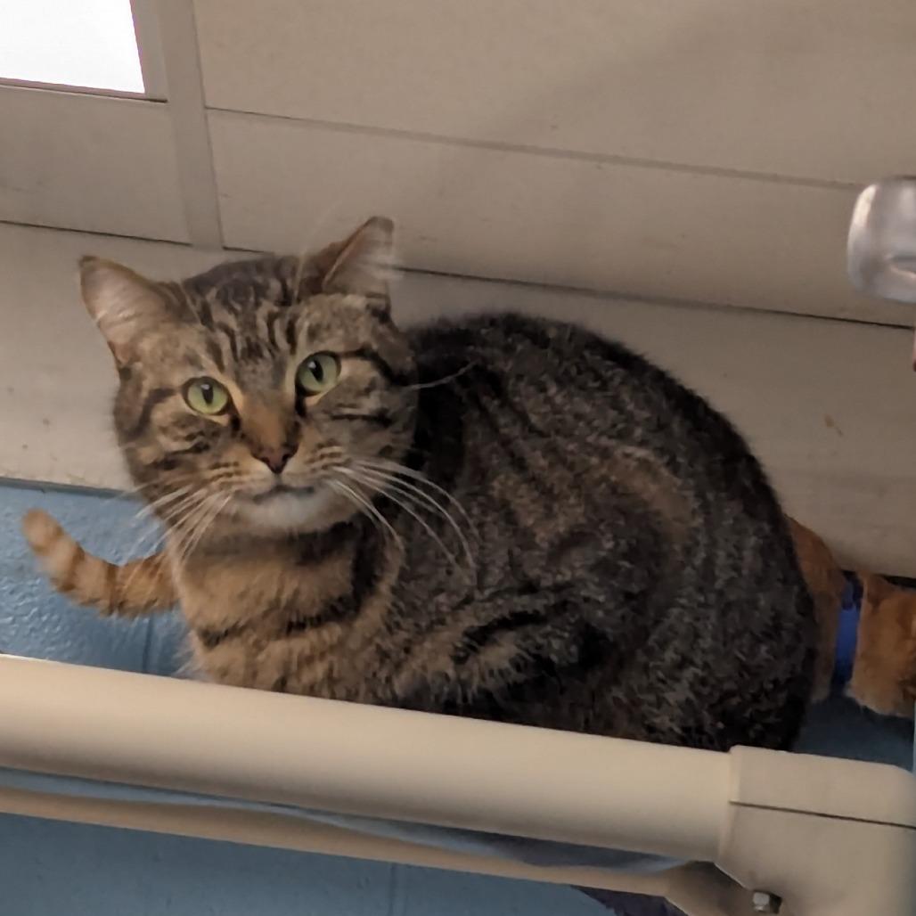Tiger, Adoptable, Adult Male Domestic Short Hair.