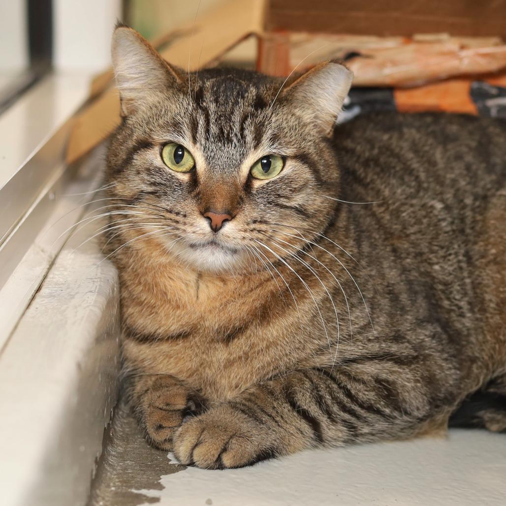 Tiger, a Adoptable Domestic Short Hair in Evansville, IN image 2/6
