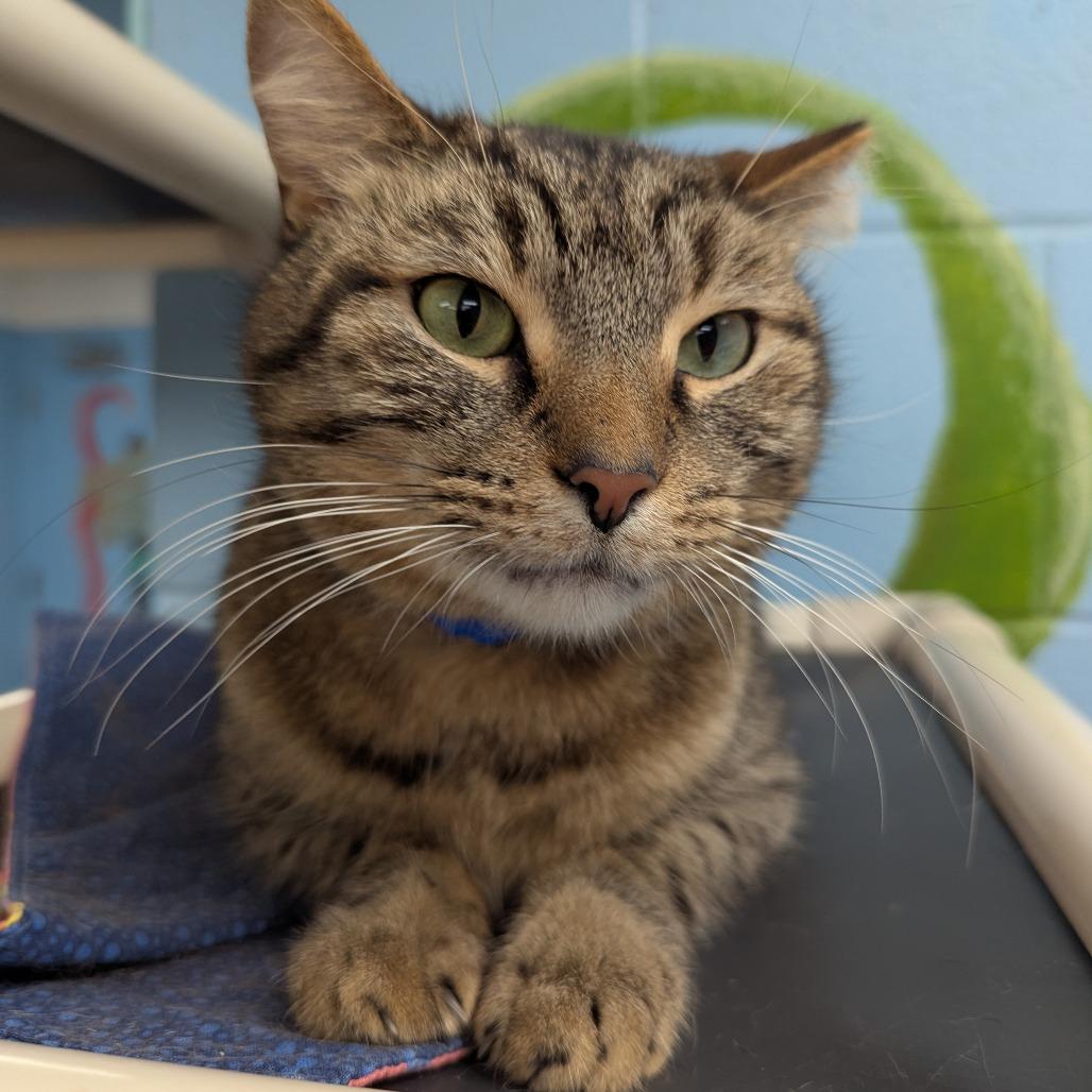 Tiger, a Adoptable Domestic Short Hair in Evansville, IN image 4/6