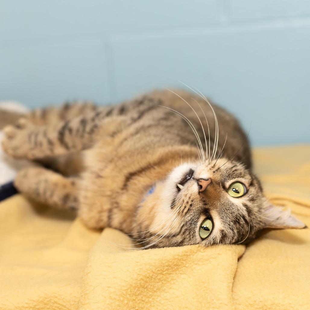 Tiger, a Adoptable Domestic Short Hair in Evansville, IN image 5/6
