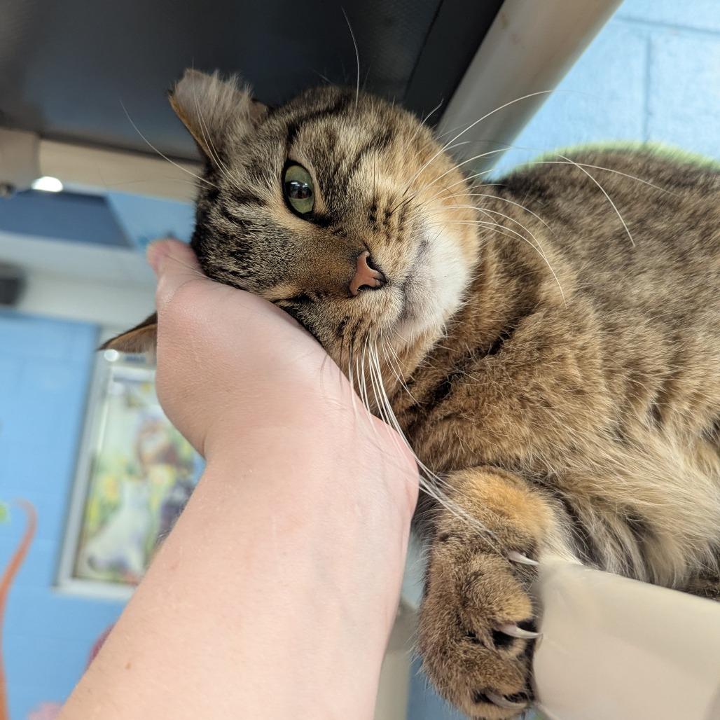 Tiger, a Adoptable Domestic Short Hair in Evansville, IN image 5/6