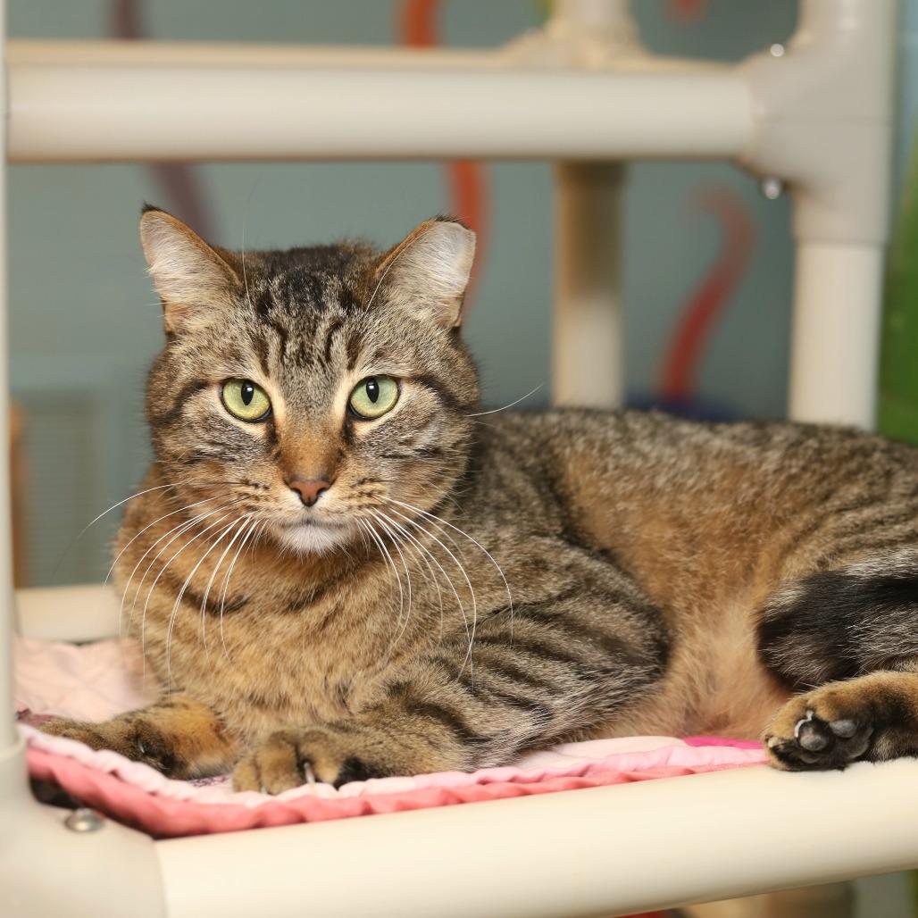 Tiger, a Adoptable Domestic Short Hair in Evansville, IN image 6/6