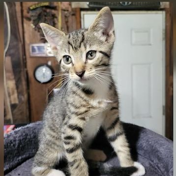 Sid, Baby Male Tabby