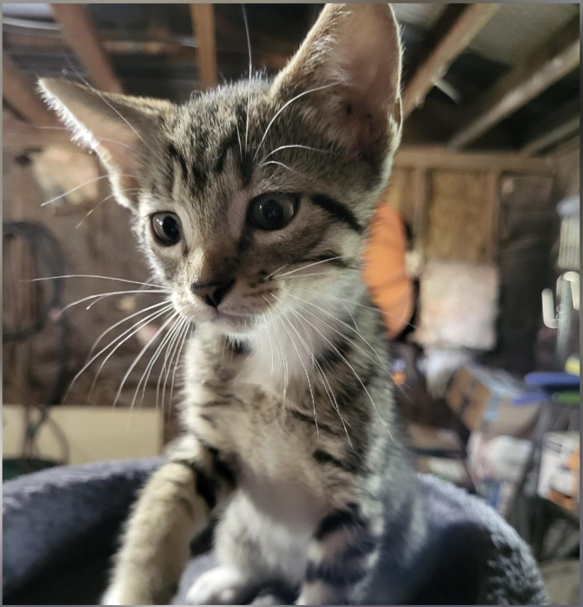 Enlarge Sid, a Adopted mixed breed in Brenham, TX image 2/2