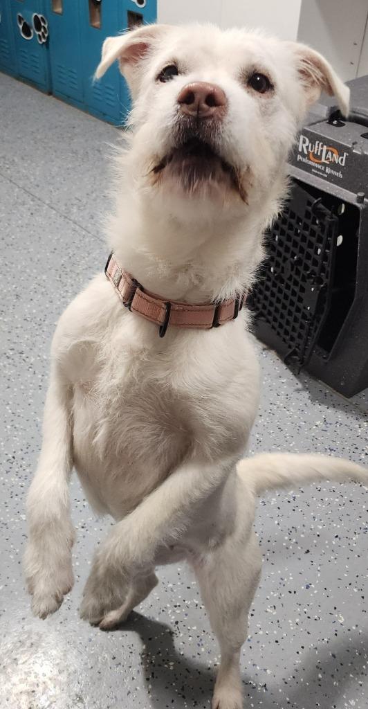 IRIS, a Adoptable Schnauzer in Sandusky, OH image 1/6