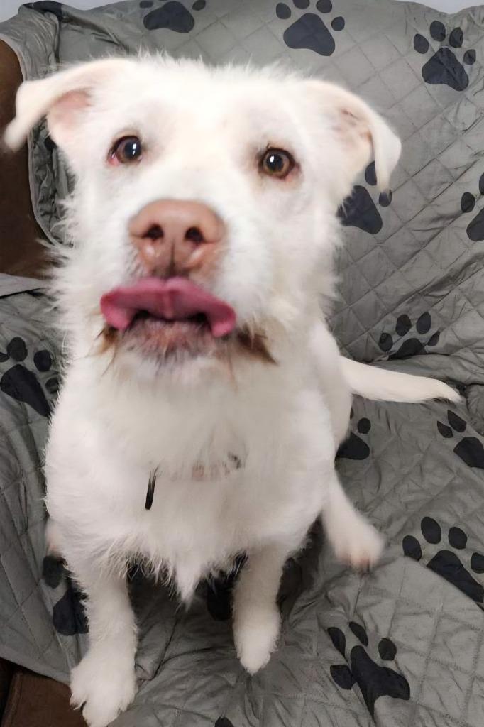 IRIS, a Adoptable Schnauzer in Sandusky, OH image 2/6