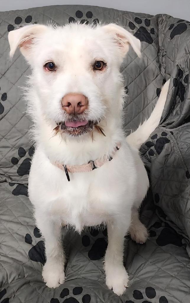 IRIS, a Adoptable Schnauzer in Sandusky, OH image 3/6