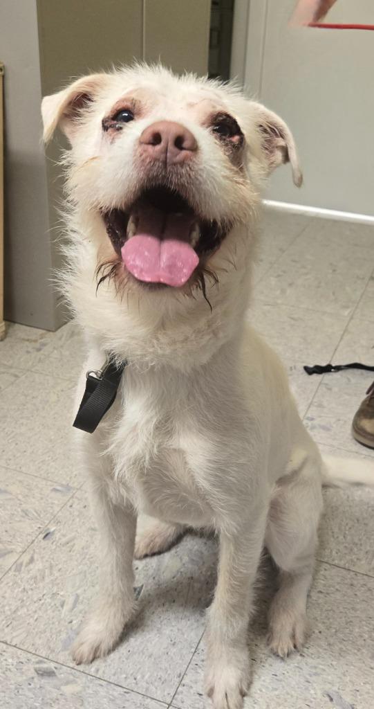 IRIS, a Adoptable Schnauzer in Sandusky, OH image 4/6