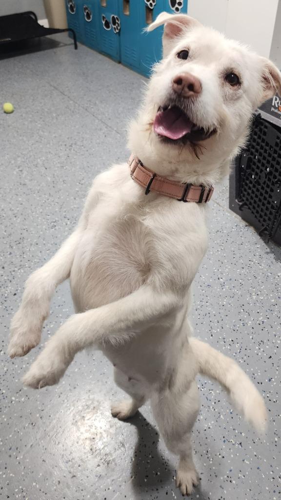 IRIS, a Adoptable Schnauzer in Sandusky, OH image 5/6