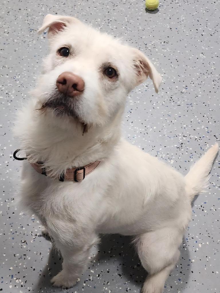 IRIS, a Adoptable Schnauzer in Sandusky, OH image 6/6