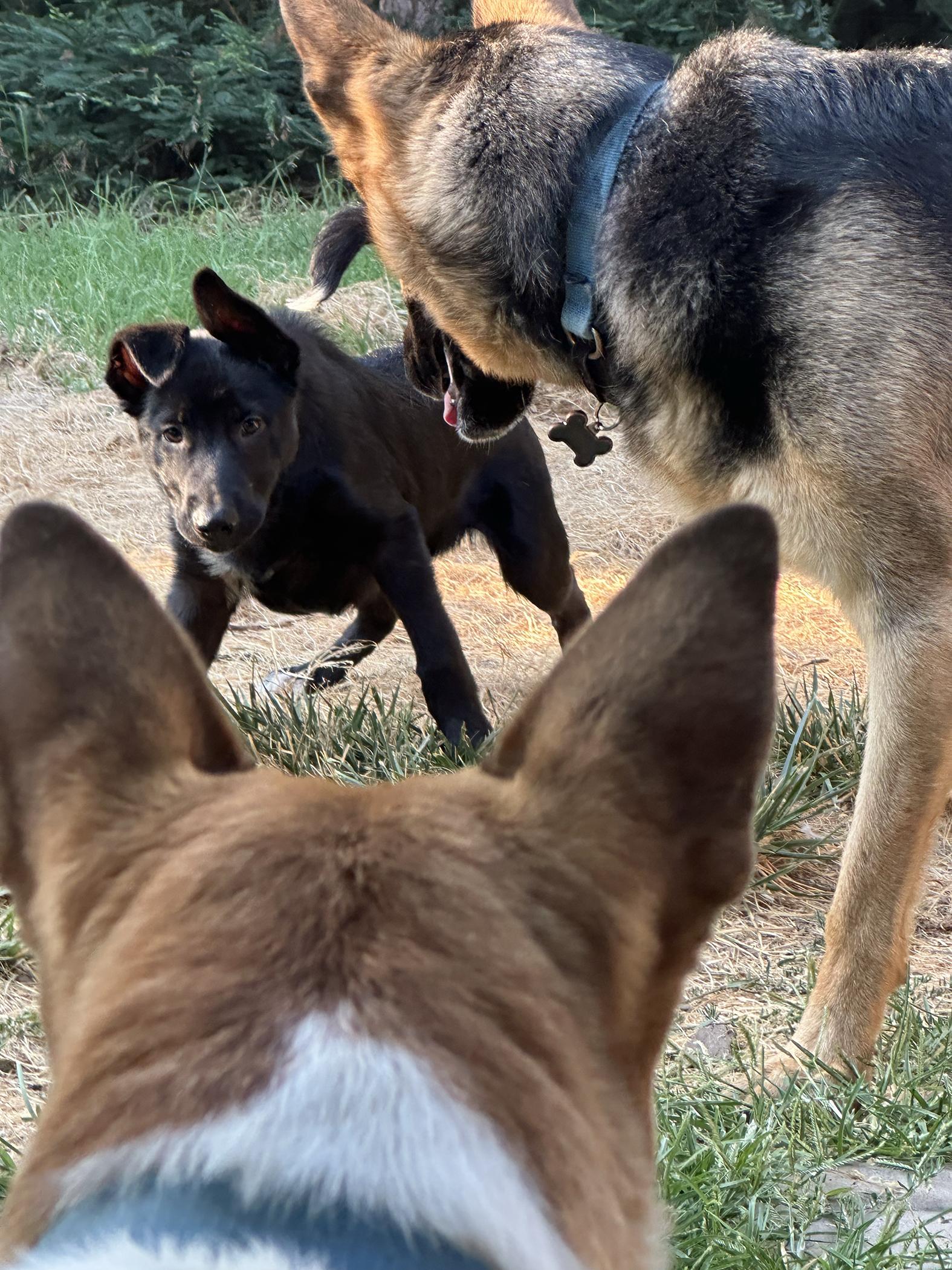 Enlarge JD, a Adopted mixed breed in Orangevale, CA image 5/5