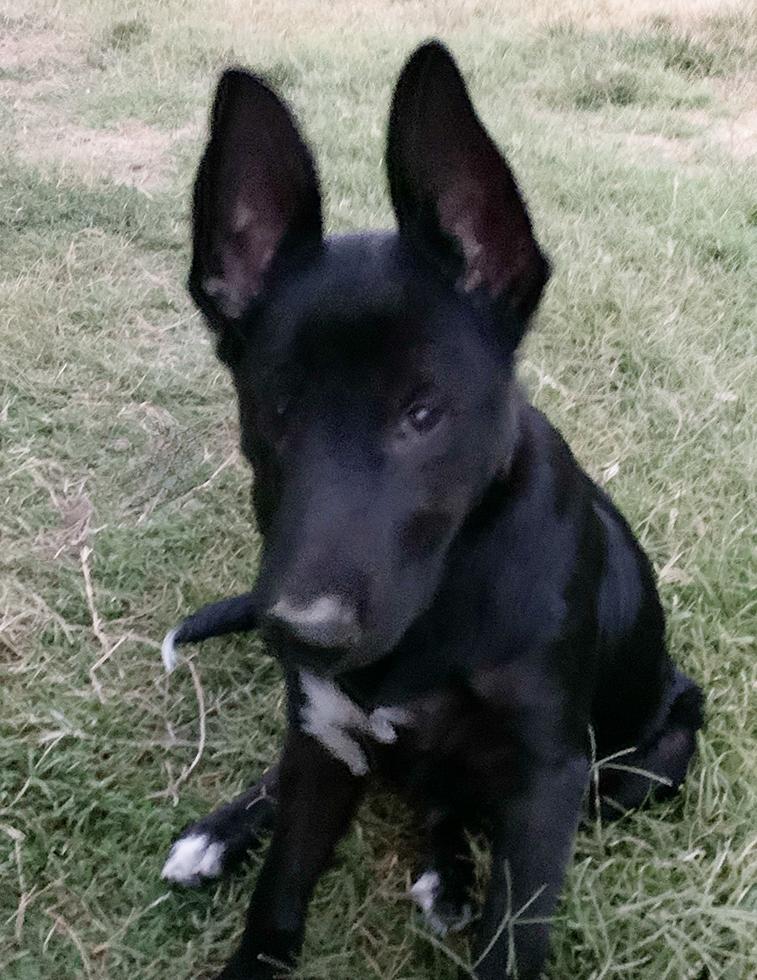 Enlarge JD, a Adopted mixed breed in Orangevale, CA image 4/5