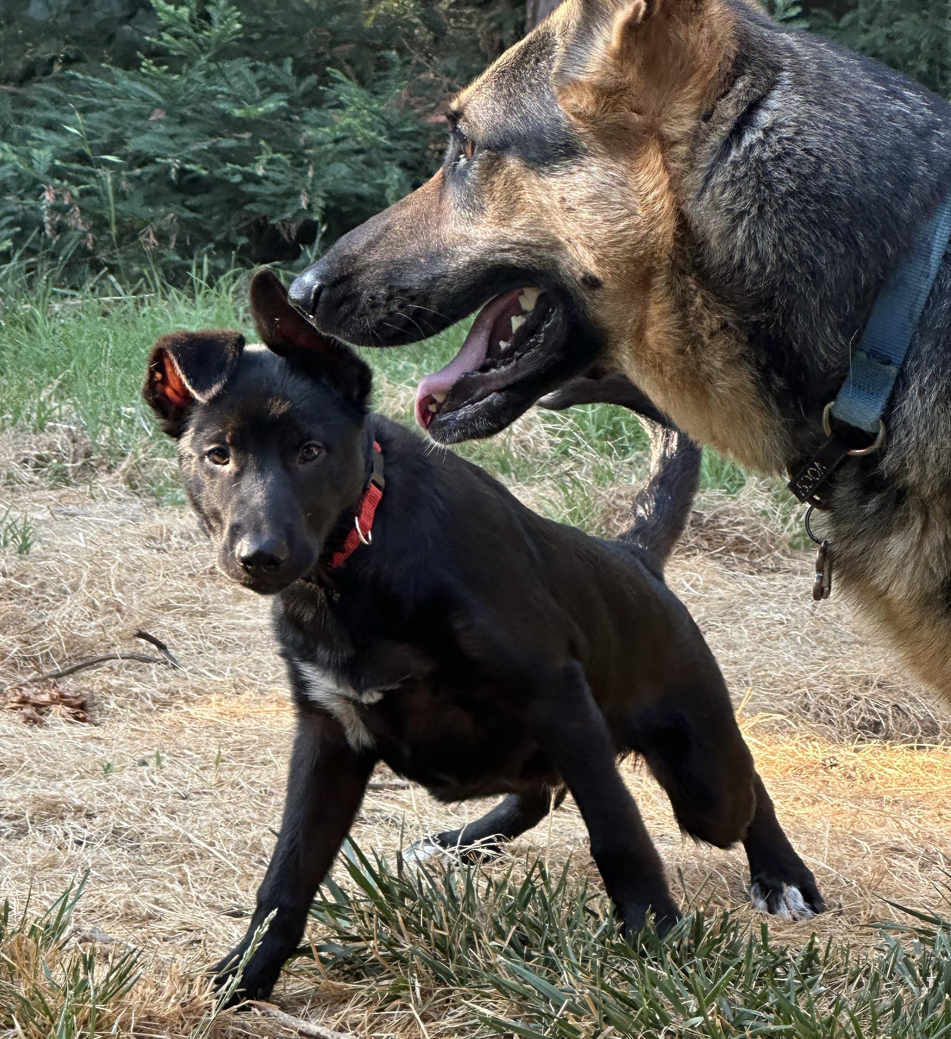 Enlarge JD, a Adopted mixed breed in Orangevale, CA image 2/5