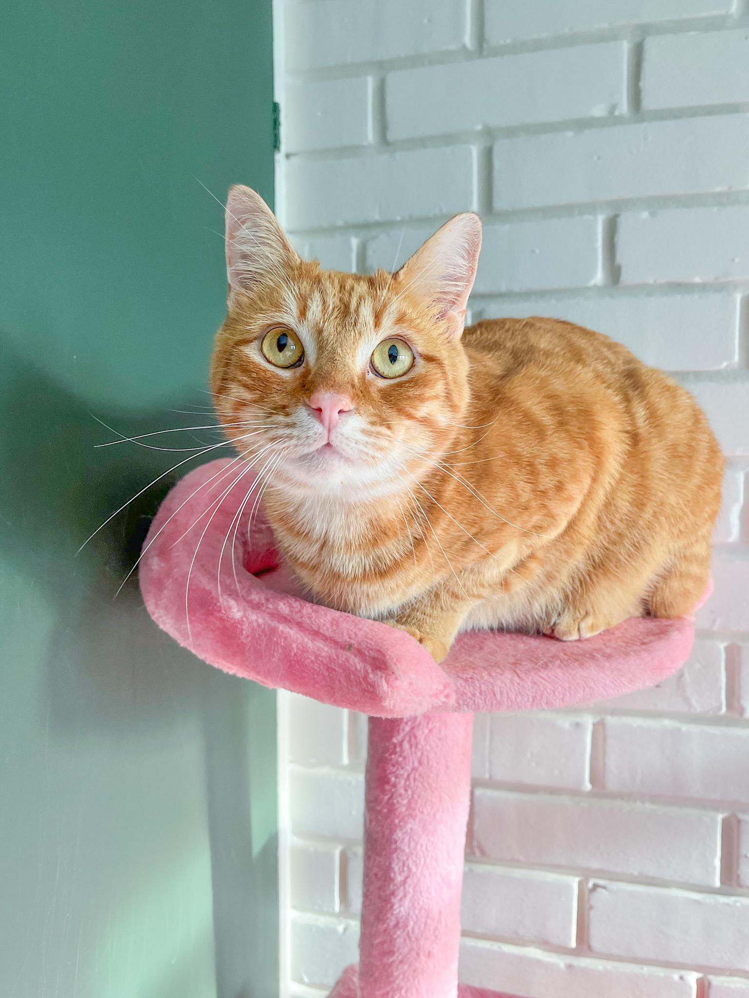 Archie, Adoptable, Adult Male Tabby & American Bobtail.