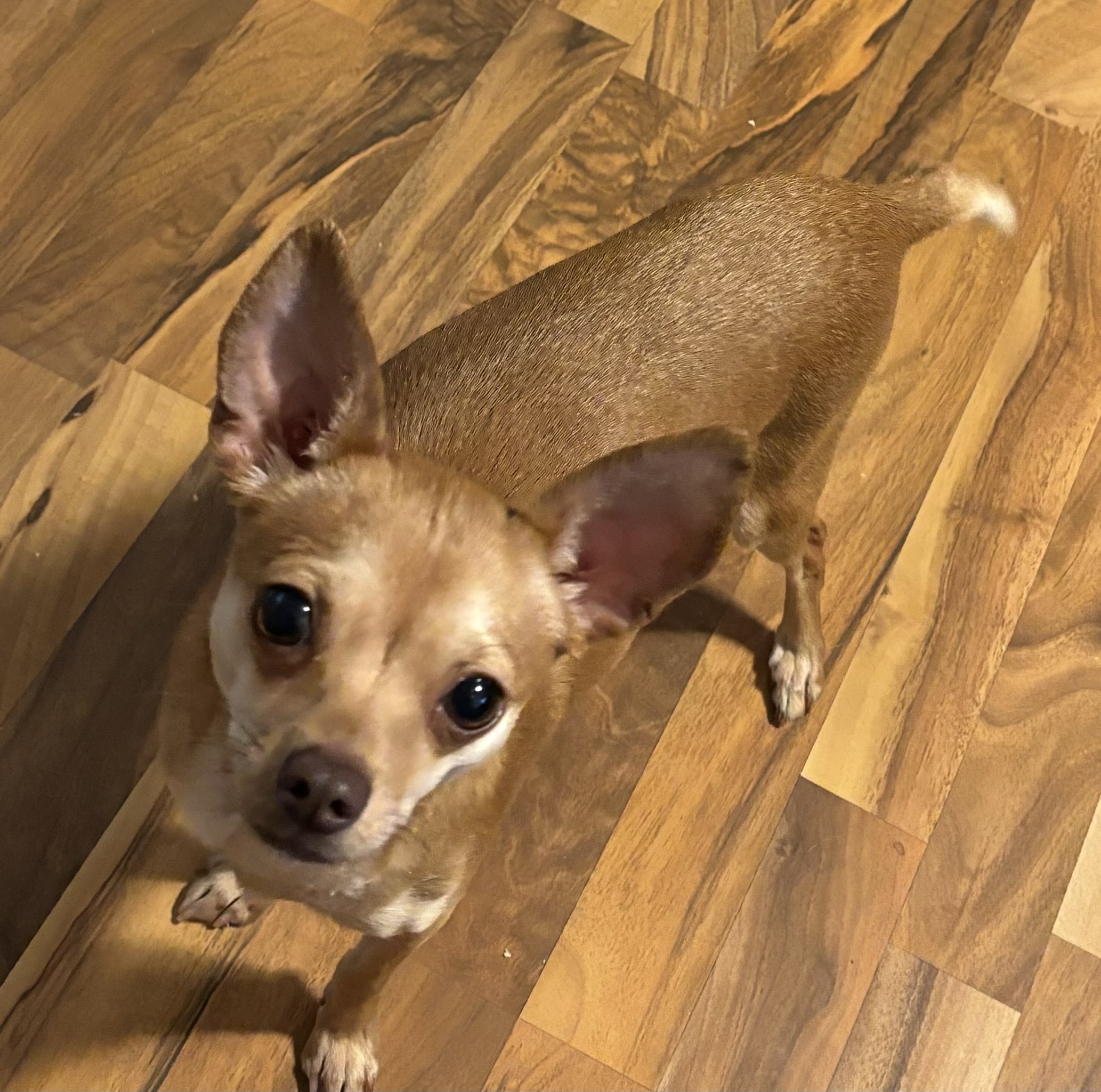 Loretta Lynn, Adopted, Adult Female Chihuahua.