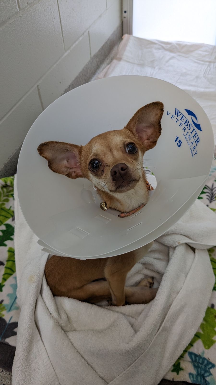 Enlarge Loretta Lynn, a Adopted mixed breed in Sartell, MN image 2/2