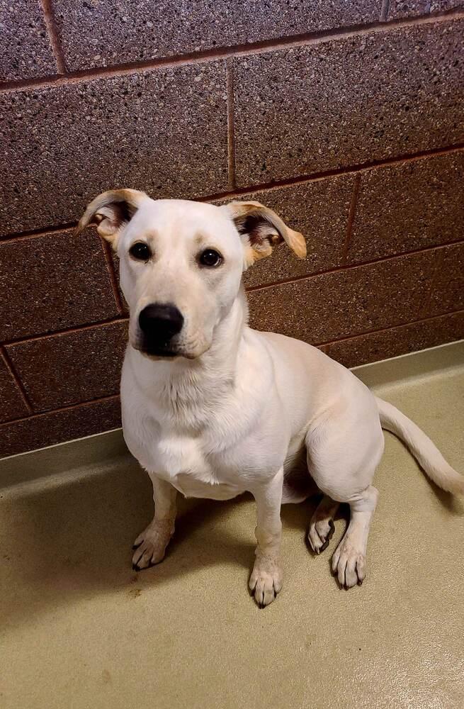 Hank, a Adoptable Labrador Retriever in Mandan, ND image 3/3