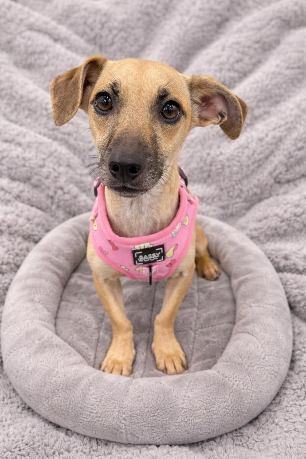 Lara, Adoptable, Adult Female Chihuahua & Dachshund.