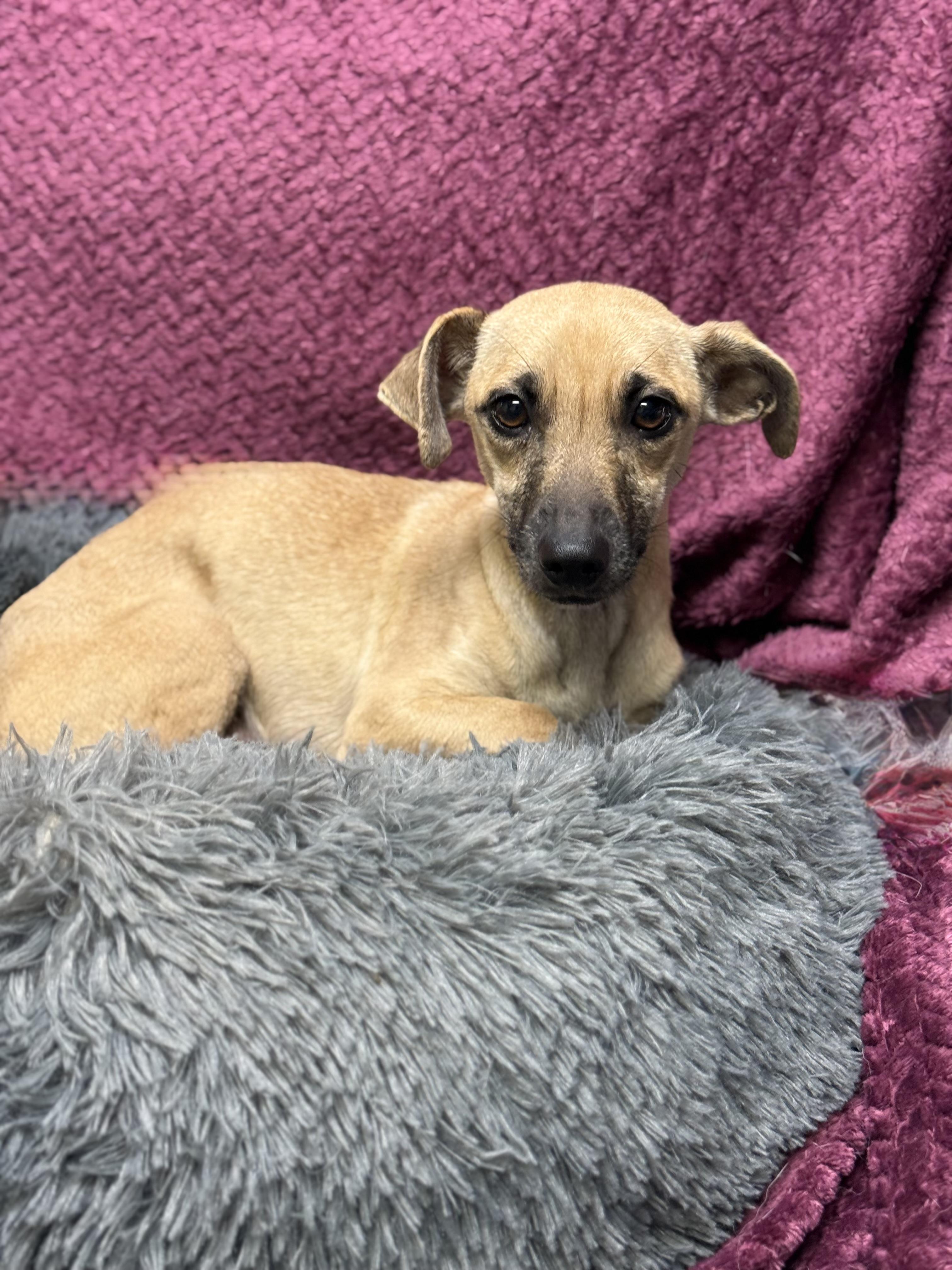 Enlarge Lara, a Adoptable mixed breed in Baton Rouge, LA image 5/5