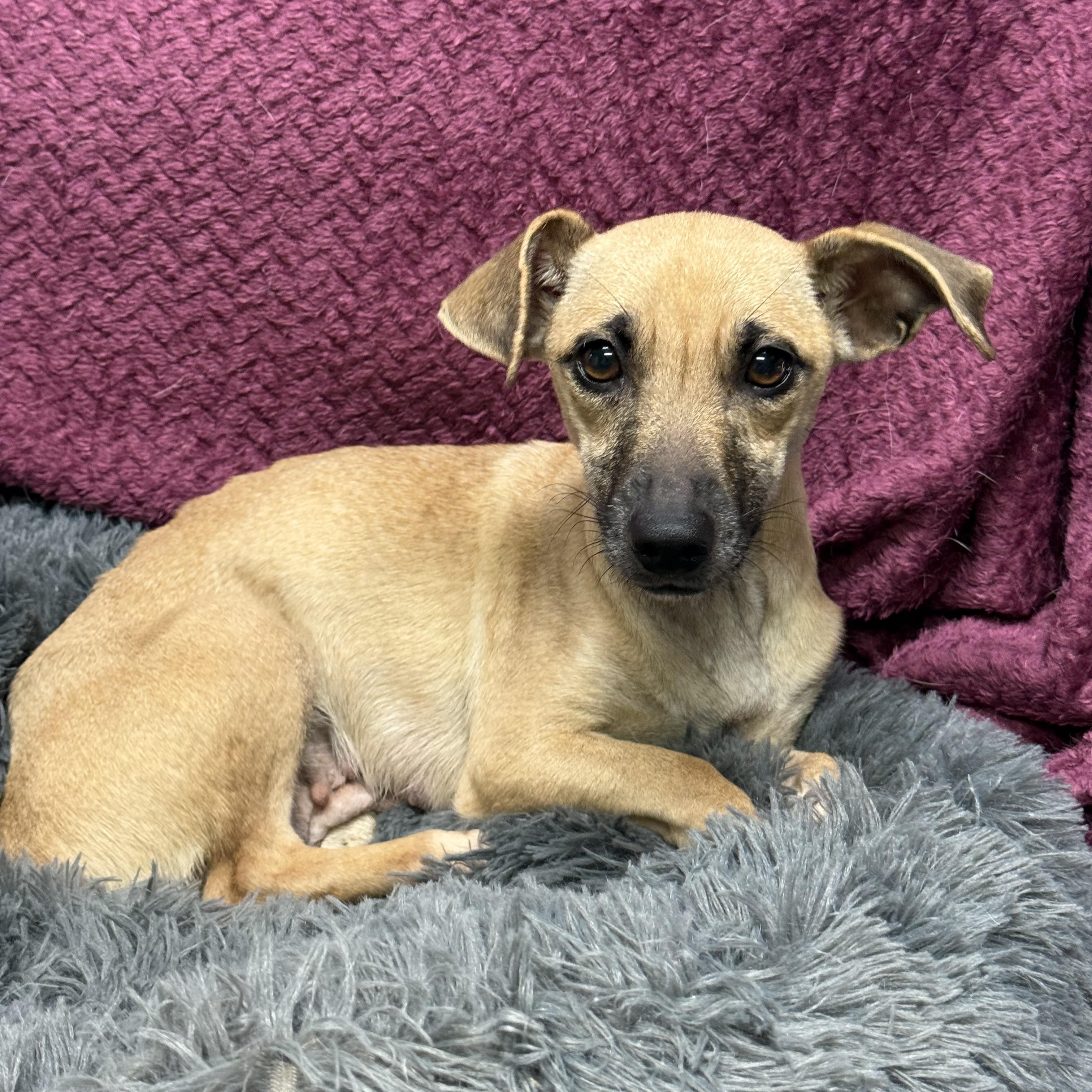 Enlarge Lara, a Adoptable mixed breed in Baton Rouge, LA image 2/5