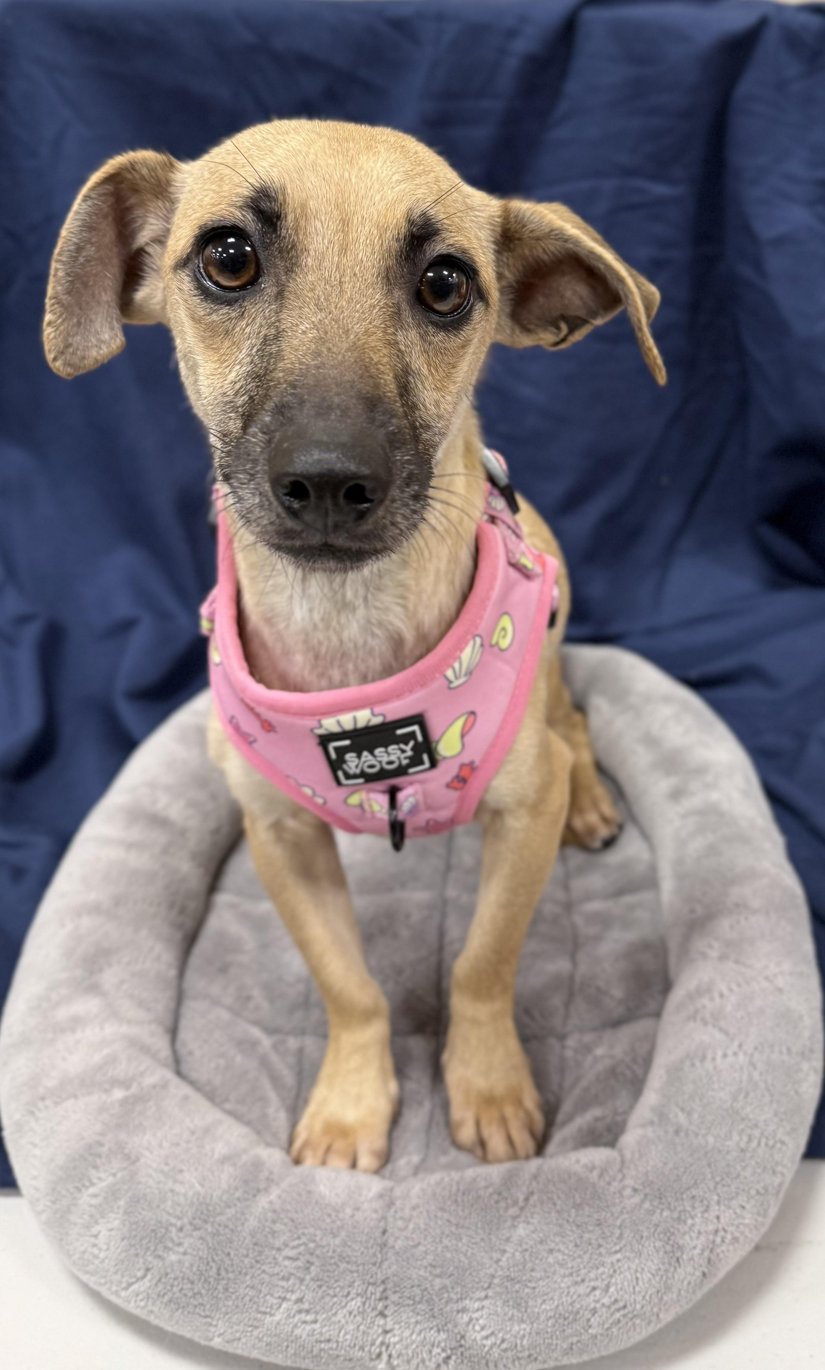 Lara, Adoptable, Adult Female Chihuahua & Dachshund.