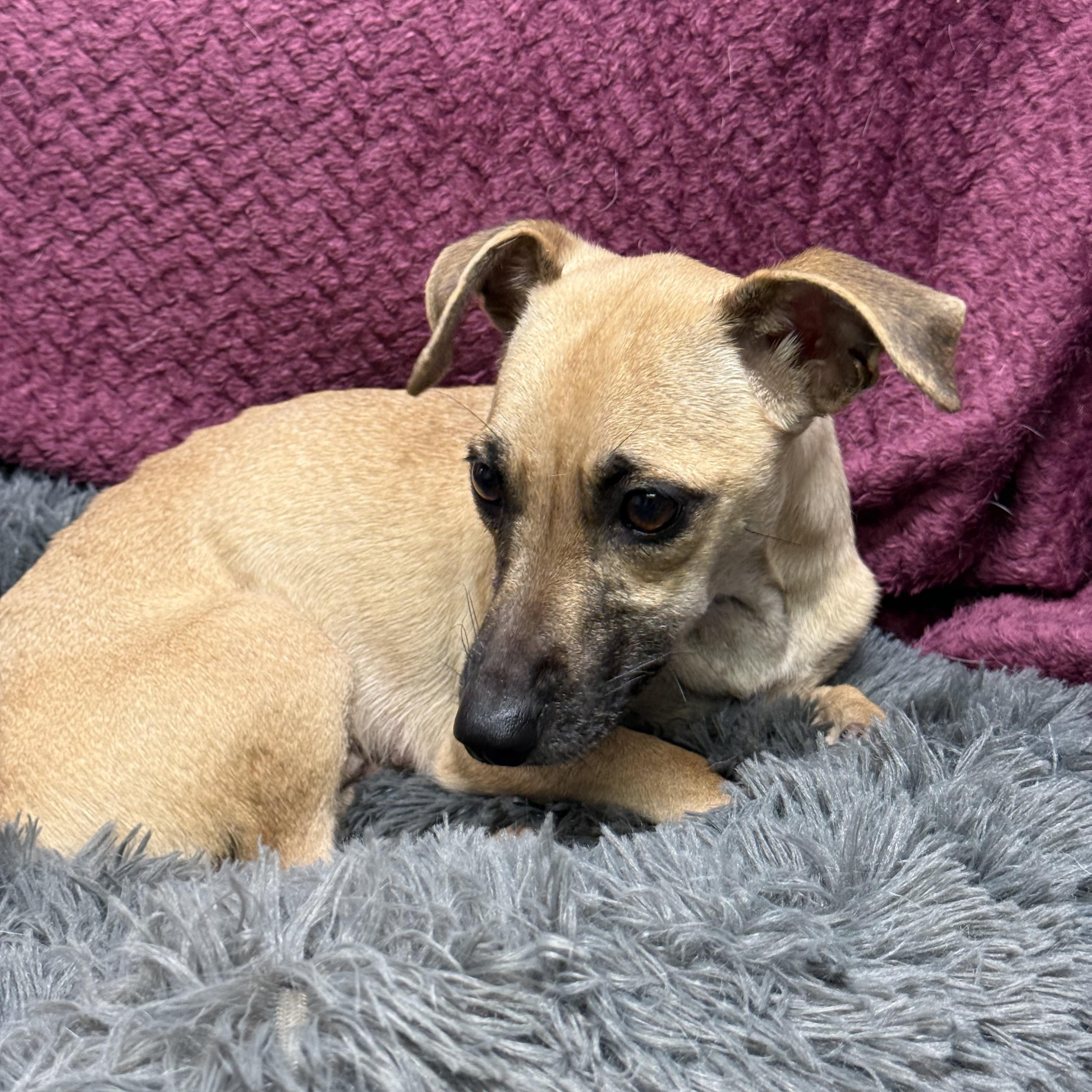 Enlarge Lara, a Adoptable mixed breed in Baton Rouge, LA image 3/5