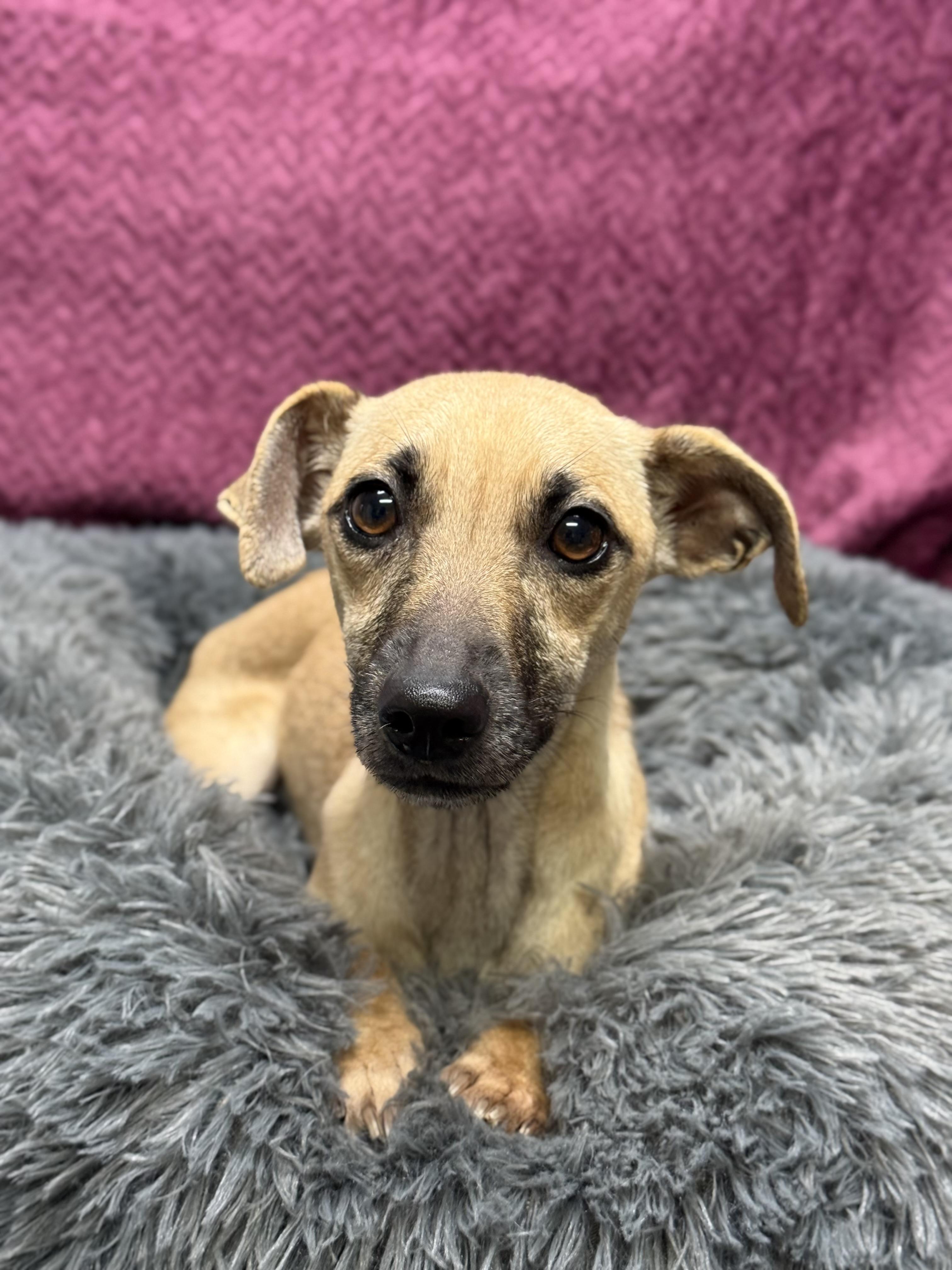 Lara, Adoptable, Adult Female Chihuahua & Dachshund.